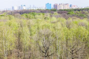forest with young green foliage and Moscow skyline in spring day