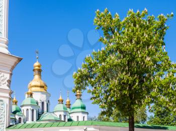 travel to Ukraine - domes of Saint Sophia Cathedral and blossoming horse chestnut tree in Kiev city in spring