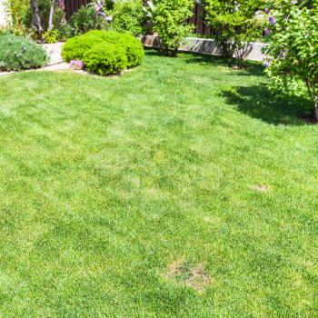 manicured lawn with decorative bushes on backyard of country house in spring