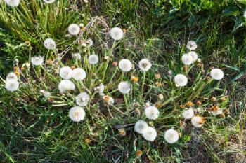 above view of blowball flowers on green meadow in spring