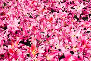 travel to China - many pink lily flowers on flowerbed near Guangxiao Temple (Bright Obedience, Bright Filial Piety Temple) in Guangzhou city spring season
