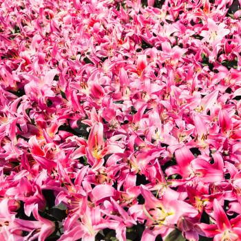 travel to China - lot of pink lilies on flower bed near Guangxiao Temple (Bright Obedience, Bright Filial Piety Temple) in Guangzhou city spring season