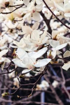 travel to China - blossoming magnolia tree in Imperial Ancestral Hall public park in Beijing Imperial city in spring season
