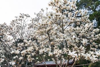 travel to China - white blossom on magnolia trees in Imperial Ancestral Hall public park in Beijing Imperial city in spring season