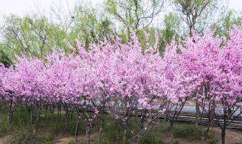 travel to China - cherry trees with pink flowers in Longmen Caves area of Luoyang city in spring season