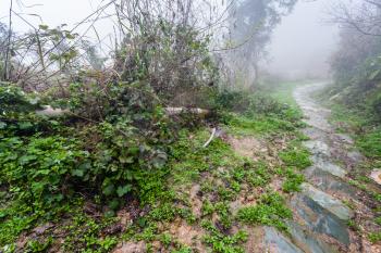 travel to China - wet path in forest in rainy misty spring day in area of Dazhai Longsheng Rice Terraces (Dragon's Backbone terrace, Longji Rice Terraces)