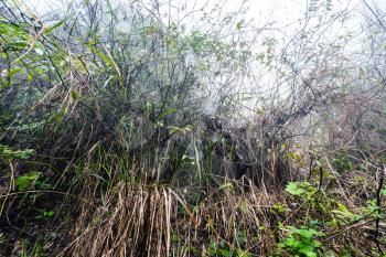 travel to China - wet bushes in rainforest in misty spring day in area of Dazhai Longsheng Rice Terraces (Dragon's Backbone terrace, Longji Rice Terraces)