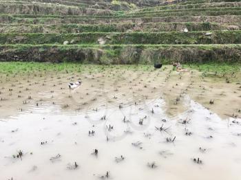 travel to China - ducks in water on rice paddy field in of Dazhai ountry of Longsheng Rice Terraces (Dragon's Backbone terrace, Longji Rice Terraces) in spring