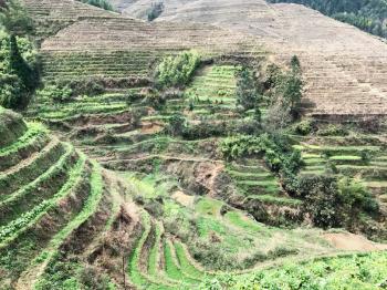 travel to China - view of terraced slope with rice paddy near Dazhai village in country of Longsheng Rice Terraces (Dragon's Backbone terrace, Longji Rice Terraces) in spring
