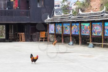 CHENGYANG, CHINA - MARCH 27, 2017: cocks on main square in Chengyang village of Sanjiang Dong Autonomous County in spring. Chengyang includes eight villages of the Dong people