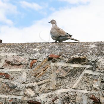 travel to Greece - turtledove bird on old stone wall of patio in historical neighborhood Plaka near Acropolis of Athens city