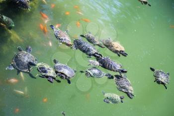 travel to Greece - Turtles swim in the green water of a urban pond in Athens city