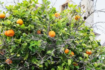 Travel to Algarve Portugal - mandarine tree with ripe fruits and medieval Faro Cathedral on background