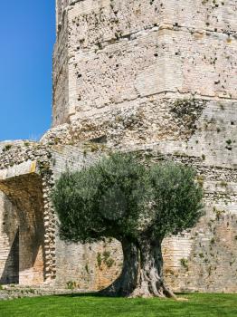 Travel to Provence, France - olive tree near ancient Roman Gaul Tour (tower) Magne in Jardins de la fontaine (Fountain Gardens) in Nimes city
