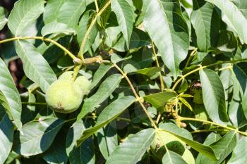 walnut fruits in green leaves on tree in summer season in Krasnodar region of Russia