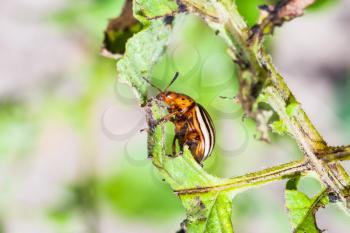 colorado potato beetle on potato bush close up in garden in summer season