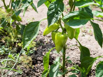 ripe pods of bell pepper on bush in garden in summer season in Krasnodar region of Russia
