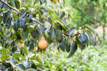 branch with ripe pear fruits in garden in summer season in Krasnodar region of Russia