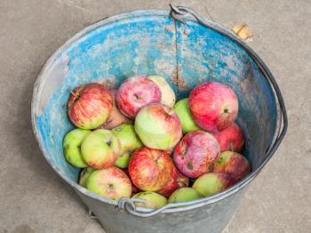 above view of bucket with fresh windfall apples in summer