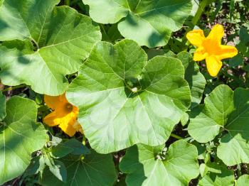 top view of yellow flowers and green leaves of zucchini plant in garden in summer season in Krasnodar region of Russia