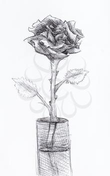 hand painted still-life with rose flower in glass drawn by black pen on white paper