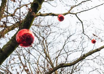 travel to France - bottom view of red christmas balls on bare tree in Alsace county in winter season