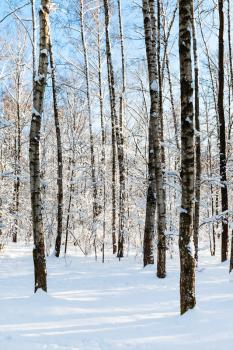 bare tree trunks in snowy grove of Timiryazevskiy park of Moscow city in sunny winter day