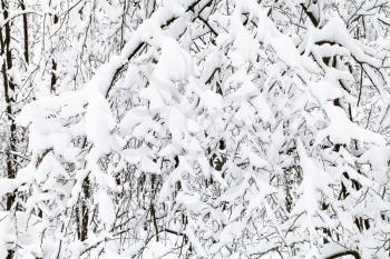 snow-covered branches in winter forest of Timiryazevskiy park in Moscow city