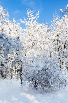 snowy woods in Timiryazevskiy forest park of Moscow city in sunny winter morning with blue sky