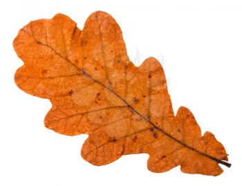 autumn fallen orange leaf of oak tree isolated on white background