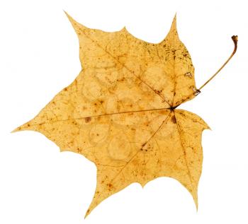 old yellow autumn leaf of maple tree isolated on white background