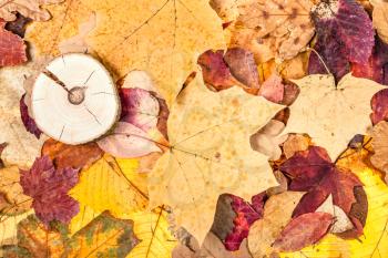 top view of varicoloured fallen autumn leaves and sawed wood
