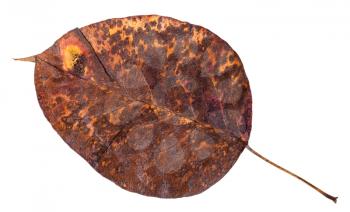 old autumn pied leaf of pear tree isolated on white background