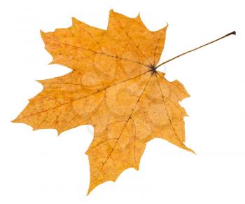 back side of autumn rotten leaf of maple tree isolated on white background
