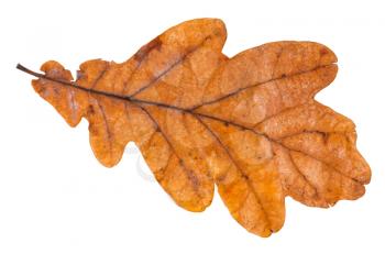 brown leaf of oak tree isolated on white background
