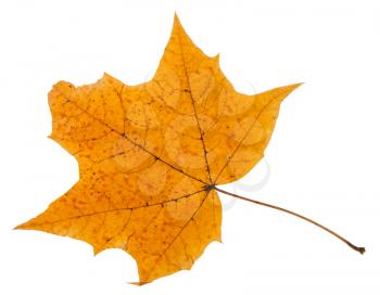 autumn leaf of maple tree isolated on white background