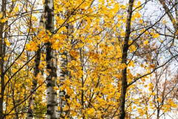 birch trees and yellow maple leaves in urban Timiryazevskiy park in Moscow city in autumn