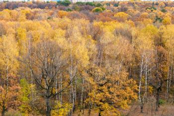 above view of forest glade in urban Timiryazevskiy park in Moscow city in autumn