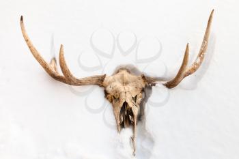 natural skull of young moose animal in white snow in Smolensk region of Russia