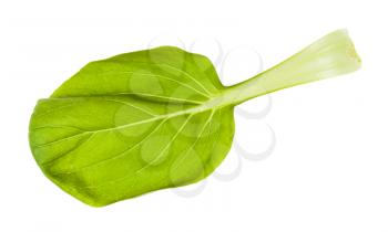 fresh leaf of bok choy ( pak choi) Chinese cabbage isolated on white background
