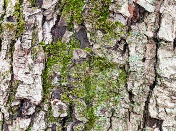 natural texture - cracked bark on mature trunk of apple tree close up