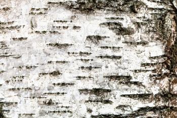 natural texture - white bark on trunk of birch tree (betula alba) close up