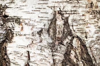 natural texture - gnarled bark on mature trunk of birch tree (betula pendula) close up
