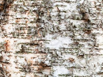 natural texture - natural bark on mature trunk of birch tree (betula alba) close up