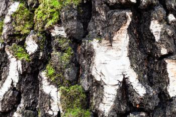 natural texture - mossy and gnarly bark on old trunk of birch tree (betula pendula) close up