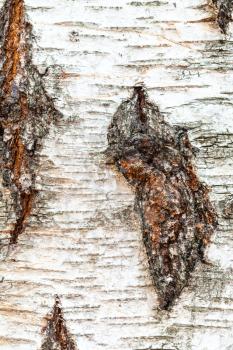natural texture - gnarled bark on trunk of birch tree (betula pendula) close up