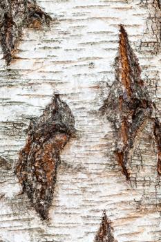 natural texture - uneven bark on trunk of birch tree (betula pendula) close up
