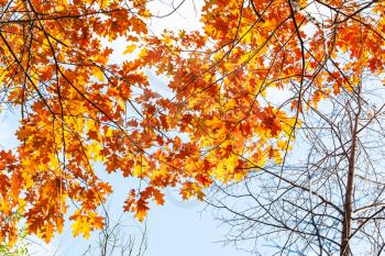 orange leaves of Red Oak tree under blue sky in city park on sunny autumn day