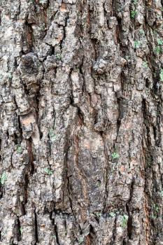 natural texture - cracked bark on old trunk of lime tree (tilia cordata) close up