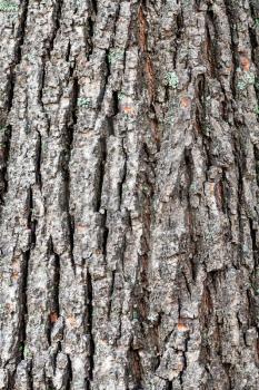 natural texture - rough bark on old trunk of linden tree (tilia cordata) close up